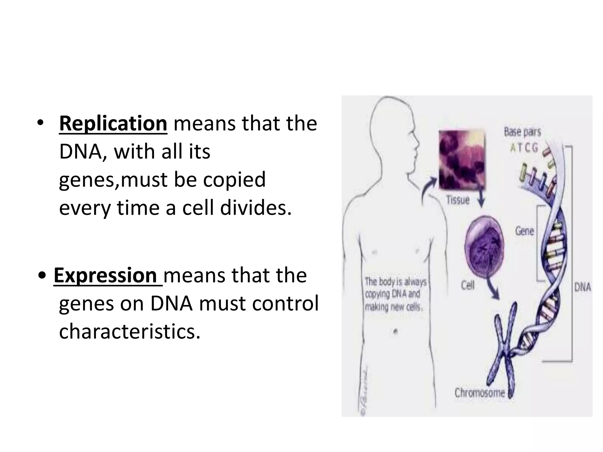 • Replication means that the
DNA, with all its
genes,must be copied
every time a cell divides.
• Expression means that the
genes on DNA must control
characteristics.
 