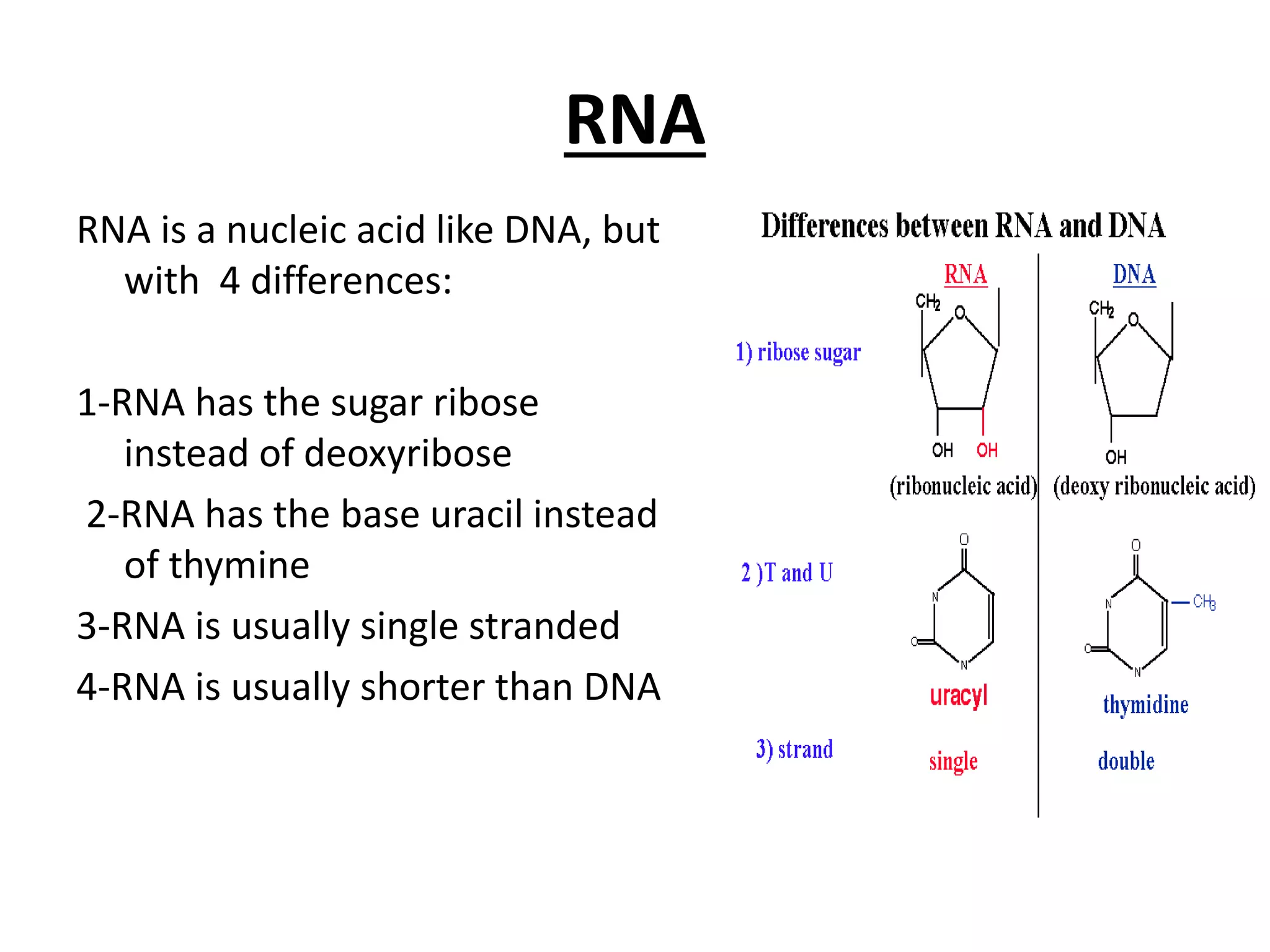 RNA
RNA is a nucleic acid like DNA, but
with 4 differences:
1-RNA has the sugar ribose
instead of deoxyribose
2-RNA has the base uracil instead
of thymine
3-RNA is usually single stranded
4-RNA is usually shorter than DNA
 
