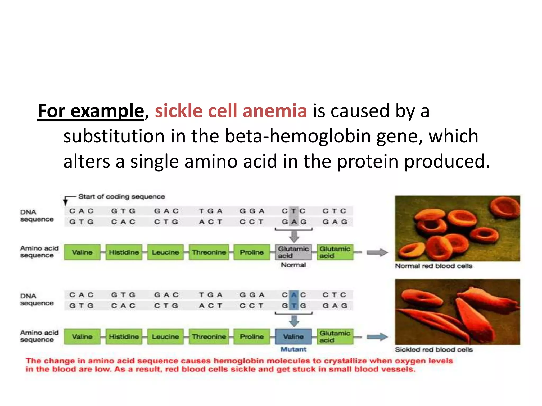 For example, sickle cell anemia is caused by a
substitution in the beta-hemoglobin gene, which
alters a single amino acid in the protein produced.
 