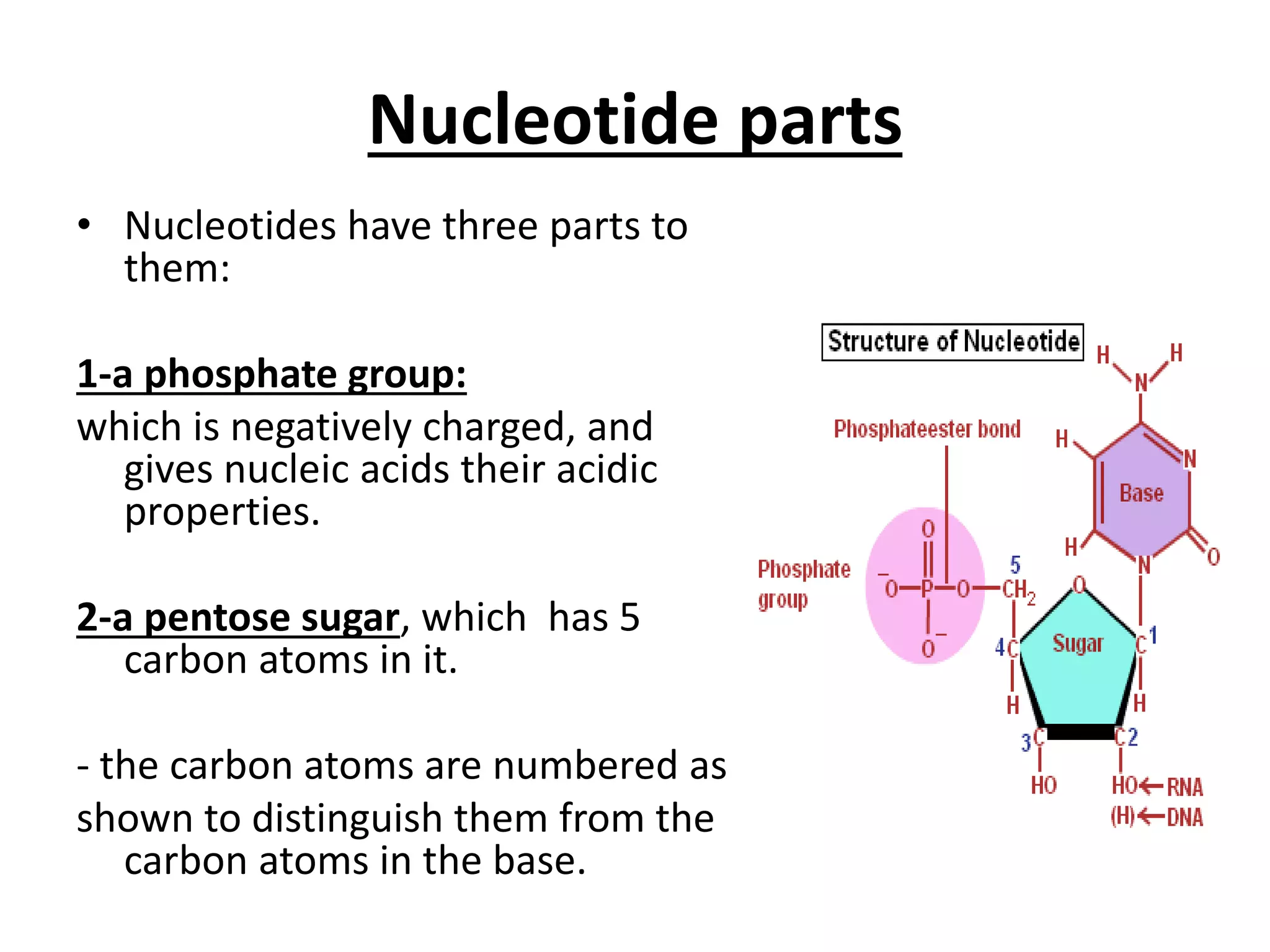 Nucleotide parts
• Nucleotides have three parts to
them:
1-a phosphate group:
which is negatively charged, and
gives nucleic acids their acidic
properties.
2-a pentose sugar, which has 5
carbon atoms in it.
- the carbon atoms are numbered as
shown to distinguish them from the
carbon atoms in the base.
 