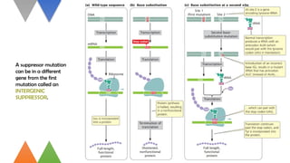 GENE MUTATION: ALL TYPES OF GENE MUTATION | PPTX