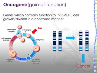 Oncogene(gain-of-function)
Cancer
Ras
Genes which normally function to PROMOTE cell
growth/division in a controlled manner
 