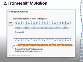 2. Frameshift Mutation
 