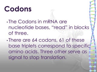 • The Codons in mRNA are
nucleotide bases, “read” in blocks
of three.
• There are 64 codons, 61 of these
base triplets correspond to specific
amino acids. Three other serve as
signal to stop translation.
Codons
 