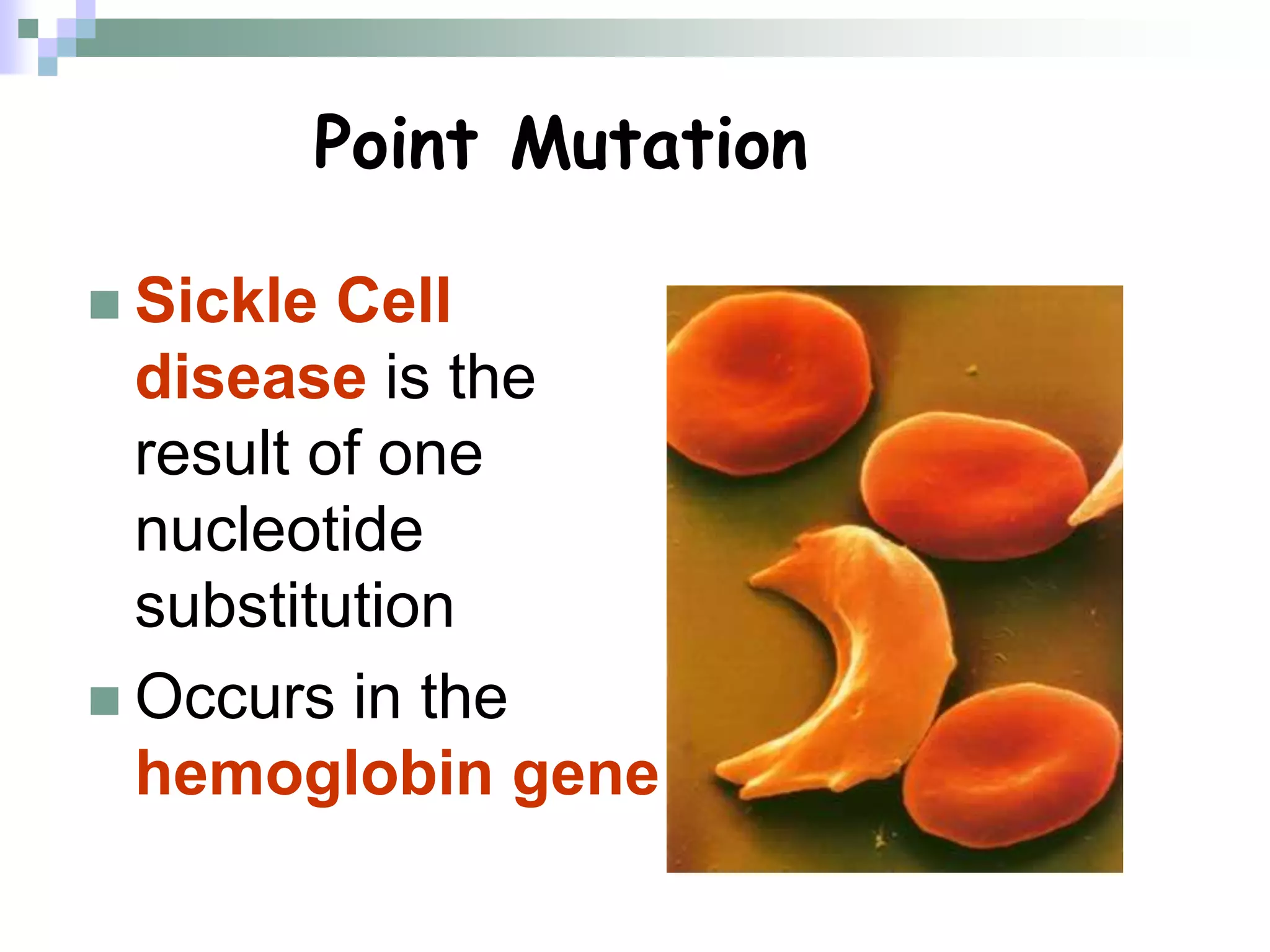 Point Mutation
 Sickle Cell
disease is the
result of one
nucleotide
substitution
 Occurs in the
hemoglobin gene
 
