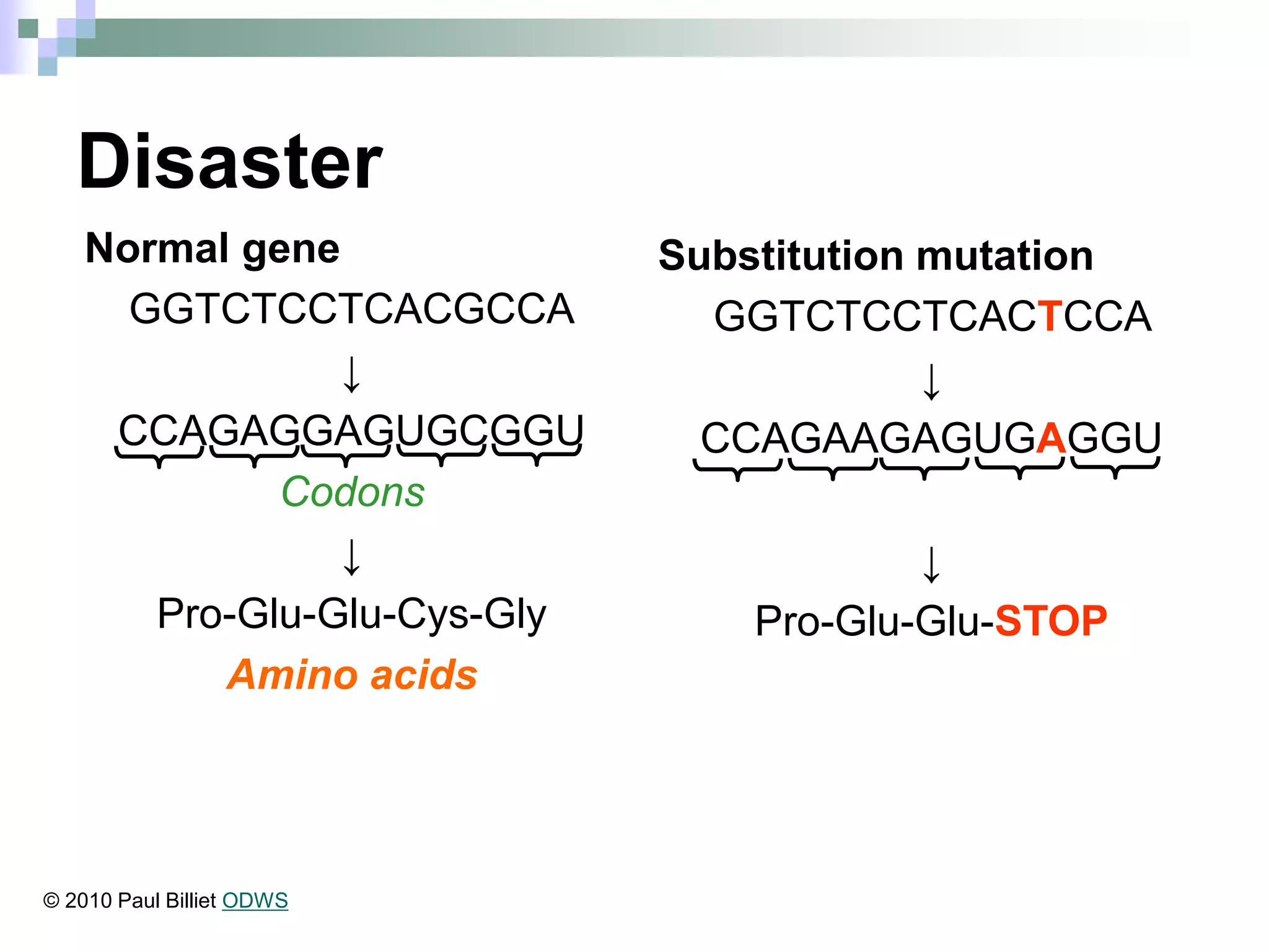 Disaster
Normal gene
GGTCTCCTCACGCCA
↓
CCAGAGGAGUGCGGU
Codons
↓
Pro-Glu-Glu-Cys-Gly
Amino acids
Substitution mutation
GGTCTCCTCACTCCA
↓
CCAGAAGAGUGAGGU
↓
Pro-Glu-Glu-STOP
© 2010 Paul Billiet ODWS
 