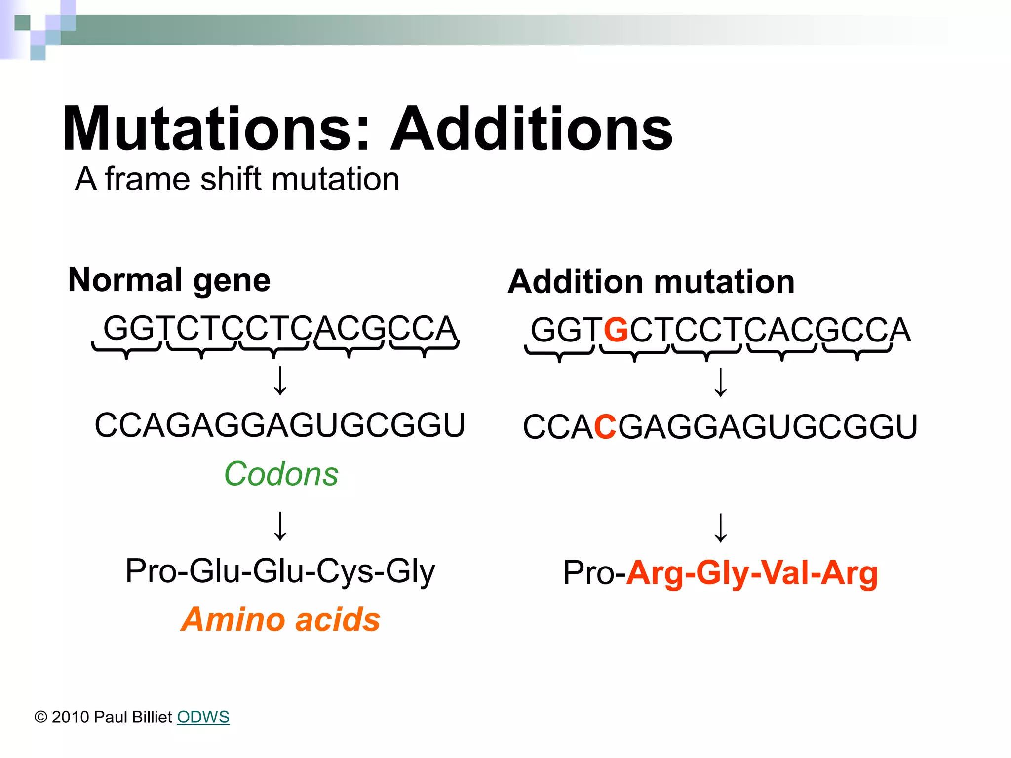 Mutations: Additions
Normal gene
GGTCTCCTCACGCCA
↓
CCAGAGGAGUGCGGU
Codons
↓
Pro-Glu-Glu-Cys-Gly
Amino acids
Addition mutation
GGTGCTCCTCACGCCA
↓
CCACGAGGAGUGCGGU
↓
Pro-Arg-Gly-Val-Arg
A frame shift mutation
© 2010 Paul Billiet ODWS
 