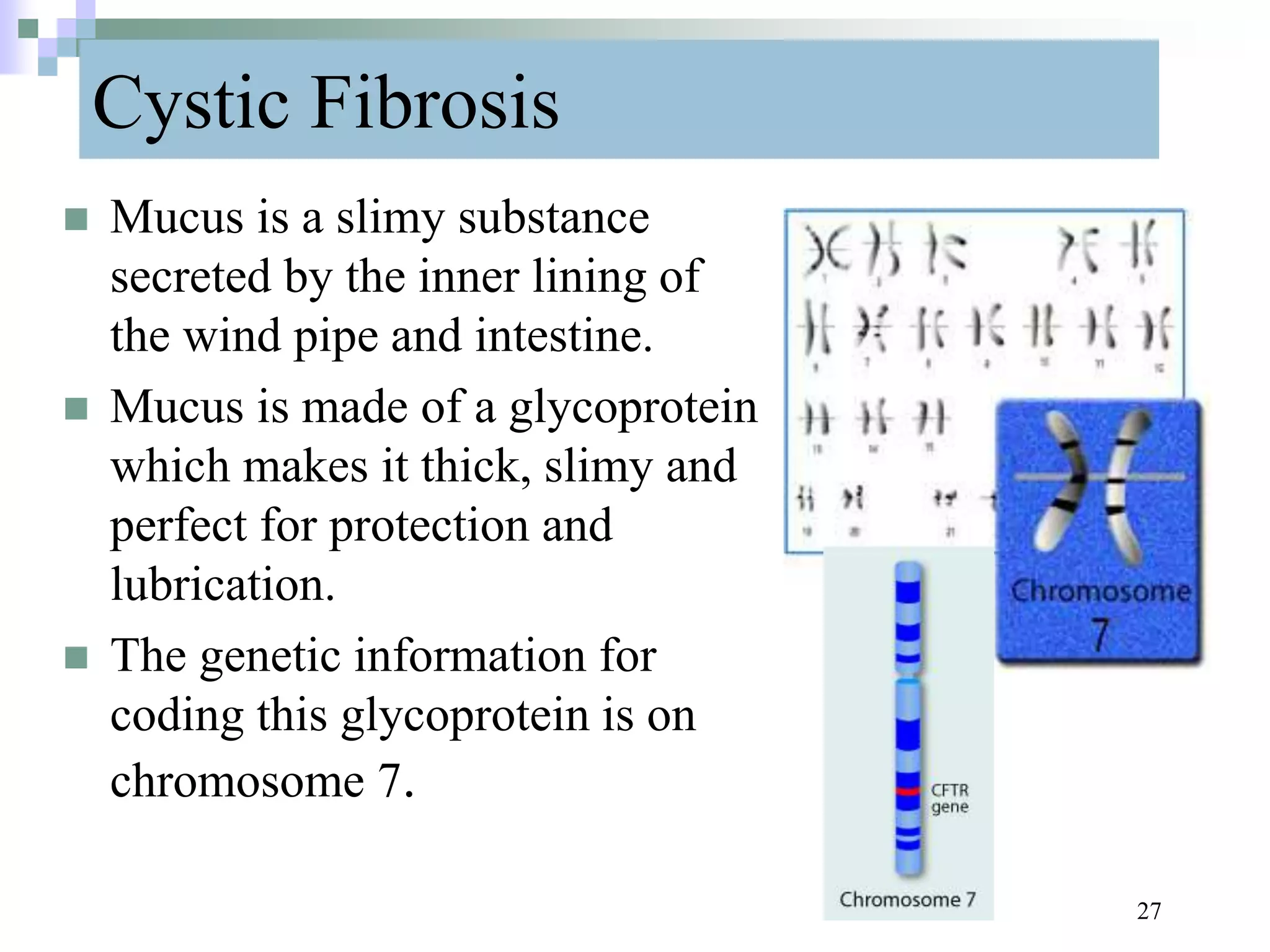 Cystic Fibrosis
 Mucus is a slimy substance
secreted by the inner lining of
the wind pipe and intestine.
 Mucus is made of a glycoprotein
which makes it thick, slimy and
perfect for protection and
lubrication.
 The genetic information for
coding this glycoprotein is on
chromosome 7.
27
 