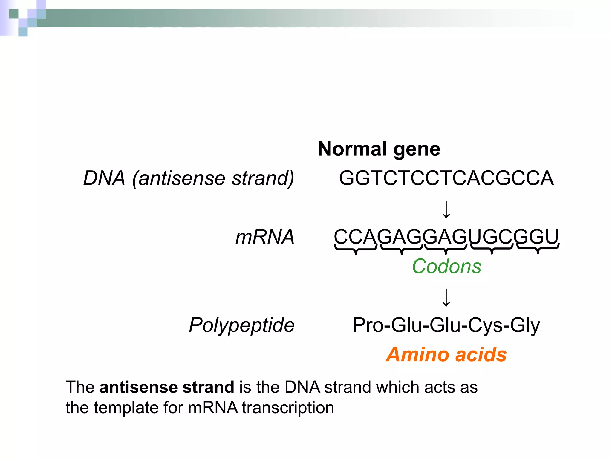 DNA (antisense strand)
mRNA
Polypeptide
Normal gene
GGTCTCCTCACGCCA
↓
CCAGAGGAGUGCGGU
Codons
↓
Pro-Glu-Glu-Cys-Gly
Amino acids
The antisense strand is the DNA strand which acts as
the template for mRNA transcription
 