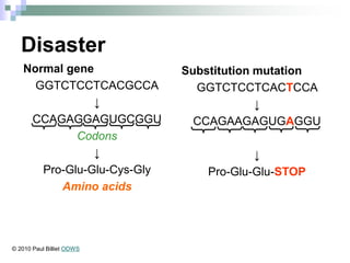 Disaster
Normal gene
GGTCTCCTCACGCCA
↓
CCAGAGGAGUGCGGU
Codons
↓
Pro-Glu-Glu-Cys-Gly
Amino acids
Substitution mutation
GGTCTCCTCACTCCA
↓
CCAGAAGAGUGAGGU
↓
Pro-Glu-Glu-STOP
© 2010 Paul Billiet ODWS
 