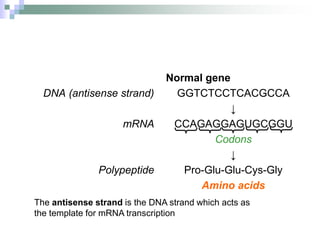 DNA (antisense strand)
mRNA
Polypeptide
Normal gene
GGTCTCCTCACGCCA
↓
CCAGAGGAGUGCGGU
Codons
↓
Pro-Glu-Glu-Cys-Gly
Amino acids
The antisense strand is the DNA strand which acts as
the template for mRNA transcription
 