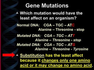 Gene Mutations
 Substitution has the least affect
because it changes only one amino
acid or it may change no amino acid.
 Which mutation would have the
least affect on an organism?
Mutated DNA: CGA – TGC – ATT
Alanine – Threonine - stop
Normal DNA: CGA – TGC – ATC
Alanine – Threonine - stop
Mutated DNA: CGA – TGC – ATG
Alanine – Threonine - Tyrosine
 