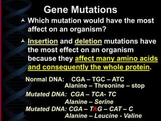 Gene Mutations
 Which mutation would have the most
affect on an organism?
 Insertion and deletion mutations have
the most effect on an organism
because they affect many amino acids
and consequently the whole protein.
Mutated DNA: CGA – TCA- TC
Alanine – Threonine – stop
Alanine – Serine
Normal DNA: CGA – TGC – ATC
Mutated DNA: CGA – TAG – CAT – C
Alanine – Leucine - Valine
 