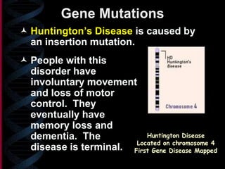 Gene Mutations
 Huntington’s Disease is caused by
an insertion mutation.
 People with this
disorder have
involuntary movement
and loss of motor
control. They
eventually have
memory loss and
dementia. The
disease is terminal.
Huntington Disease
Located on chromosome 4
First Gene Disease Mapped
 
