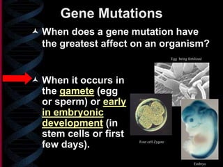 Gene Mutations
 When does a gene mutation have
the greatest affect on an organism?
 When it occurs in
the gamete (egg
or sperm) or early
in embryonic
development (in
stem cells or first
few days). Four cell Zygote
Embryo
Egg being fertilized
 