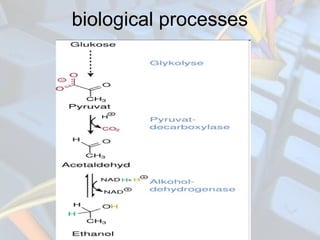 biological processes
 