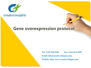 Tel: 1-631-626-9181 Fax: 1-631-614-7828
Email: info@creative-biogene.com
Website: http://www.creative-biogene.com
 