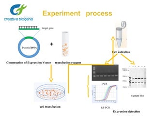 Gene overexpression protocol.doc