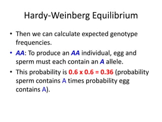 Hardy-Weinberg Equilibrium
• Then we can calculate expected genotype
frequencies.
• AA: To produce an AA individual, egg and
sperm must each contain an A allele.
• This probability is 0.6 x 0.6 = 0.36 (probability
sperm contains A times probability egg
contains A).
 