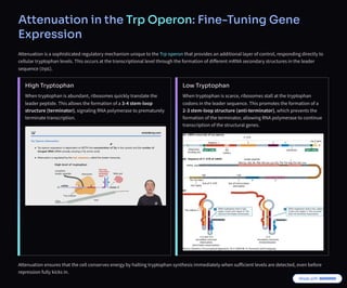 Attenuation in the Trp Operon: Fine-Tuning Gene
Expression
Attenuation is a sophisticated regulatory mechanism unique to the Trp operon that provides an additional layer of control, responding directly to
cellular tryptophan levels. This occurs at the transcriptional level through the formation of different mRNA secondary structures in the leader
sequence (trpL).
High Tryptophan
When tryptophan is abundant, ribosomes quickly translate the
leader peptide. This allows the formation of a - stem-loop
structure (terminator), signaling RNA polymerase to prematurely
terminate transcription.
Low Tryptophan
When tryptophan is scarce, ribosomes stall at the tryptophan
codons in the leader sequence. This promotes the formation of a
- stem-loop structure (anti-terminator), which prevents the
formation of the terminator, allowing RNA polymerase to continue
transcription of the structural genes.
Attenuation ensures that the cell conserves energy by halting tryptophan synthesis immediately when sufficient levels are detected, even before
repression fully kicks in.
 