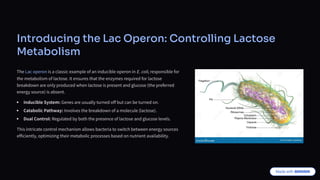 Introducing the Lac Operon: Controlling Lactose
Metabolism
The Lac operon is a classic example of an inducible operon in E. coli, responsible for
the metabolism of lactose. It ensures that the enzymes required for lactose
breakdown are only produced when lactose is present and glucose (the preferred
energy source) is absent.
Inducible System: Genes are usually turned off but can be turned on.
Catabolic Pathway: Involves the breakdown of a molecule (lactose).
Dual Control: Regulated by both the presence of lactose and glucose levels.
This intricate control mechanism allows bacteria to switch between energy sources
efficiently, optimizing their metabolic processes based on nutrient availability.
 