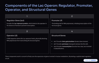 Components of the Lac Operon: Regulator, Promoter,
Operator, and Structural Genes
1
Regulator Gene (lacI)
Encodes the Lac repressor protein, which binds to the operator in
the absence of lactose to prevent transcription.
2
Promoter (P)
The binding site for RNA polymerase, initiating transcription of the
structural genes.
3
Operator (O)
A DNA sequence where the Lac repressor binds, physically blocking
RNA polymerase from transcribing the structural genes.
4
Structural Genes
lacZ: Encodes beta-galactosidase (breaks down lactose).
lacY: Encodes permease (transports lactose into the cell).
lacA: Encodes transacetylase (function less clear, but involved
in detoxification).
These components work in concert to finely tune the expression of genes involved in lactose metabolism, illustrating a sophisticated regulatory
circuit.
 