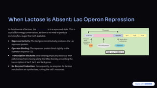 When Lactose is Absent: Lac Operon Repression
In the absence of lactose, the Lac operon is in a repressed state. This is
crucial for energy conservation, as there's no need to produce
enzymes for a sugar that isn't available.
Repressor Activity: The lacI gene constitutively produces the Lac
repressor protein.
Operator Binding: The repressor protein binds tightly to the
operator sequence (O).
Transcription Blockade: This binding physically obstructs RNA
polymerase from moving along the DNA, thereby preventing the
transcription of lacZ, lacY, and lacA genes.
No Enzyme Production: Consequently, no enzymes for lactose
metabolism are synthesized, saving the cell's resources.
 