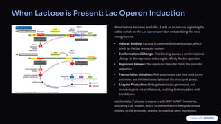 When Lactose is Present: Lac Operon Induction
When lactose becomes available, it acts as an inducer, signaling the
cell to switch on the Lac operon and start metabolizing this new
energy source.
Inducer Binding: Lactose is converted into allolactose, which
binds to the Lac repressor protein.
Conformational Change: This binding causes a conformational
change in the repressor, reducing its affinity for the operator.
Repressor Release: The repressor detaches from the operator
sequence.
Transcription Initiation: RNA polymerase can now bind to the
promoter and initiate transcription of the structural genes.
Enzyme Production: Beta-galactosidase, permease, and
transacetylase are synthesized, enabling lactose uptake and
breakdown.
Additionally, if glucose is scarce, cyclic AMP (cAMP) levels rise,
activating CAP protein, which further enhances RNA polymerase
binding to the promoter, leading to maximal gene expression.
 