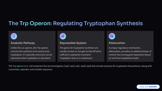 The Trp Operon: Regulating Tryptophan Synthesis
Anabolic Pathway
Unlike the Lac operon, the Trp operon
controls the synthesis of an amino acid,
tryptophan. It's typically active but can be
repressed when tryptophan is abundant.
Repressible System
The genes for tryptophan synthesis are
usually turned on, but get turned off when
sufficient tryptophan is present.
Tryptophan acts as a corepressor.
Attenuation
A unique regulatory mechanism,
attenuation, provides an additional layer of
control, fine-tuning gene expression based
on real-time tryptophan levels.
The Trp operon in E. coli comprises five structural genes (trpE, trpD, trpC, trpB, trpA) that encode enzymes for tryptophan biosynthesis, along with
a promoter, operator, and a leader sequence.
 