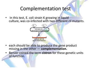 Gene protein relattionship. genetic fine structure | PPTX