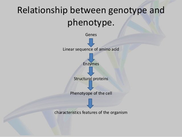 Gene Protein Relattionship Genetic Fine Structure