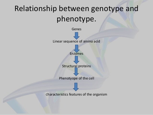 gene protein relattionship genetic fine structure characteristics of enzymes