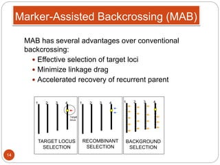 Marker-Assisted Backcrossing (MAB)
MAB has several advantages over conventional
backcrossing:
 Effective selection of target loci
 Minimize linkage drag
 Accelerated recovery of recurrent parent
1 2 3 4
Target
locus
1 2 3 4
RECOMBINANT
SELECTION
1 2 3 4
BACKGROUND
SELECTION
TARGET LOCUS
SELECTION
14
 