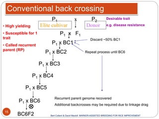Conventional back crossing
DonorElite cultivar
Desirable trait
e.g. disease resistance
P1 x F1
P1 x BC1
P1 x BC2
P1 x BC3
P1 x BC4
P1 x BC5
P1 x BC6
BC6F2
Discard ~50% BC1
Repeat process until BC6
Recurrent parent genome recovered
Additional backcrosses may be required due to linkage drag
Bert Collard & David Mackill. MARKER-ASSISTED BREEDING FOR RICE IMPROVEMENT
• High yielding
• Susceptible for 1
trait
• Called recurrent
parent (RP)
P1 x P2
15
 