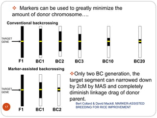 Conventional backcrossing
Marker-assisted backcrossing
F1 BC1
c
BC2
c
BC3 BC10 BC20
F1
c
BC1 BC2
 Markers can be used to greatly minimize the
amount of donor chromosome….
TARGET
GENE
TARGET
GENE
Bert Collard & David Mackill. MARKER-ASSISTED
BREEDING FOR RICE IMPROVEMENT17
Only two BC generation, the
target segment can narrowed down
by 2cM by MAS and completely
diminish linkage drag of donor
parent.
 