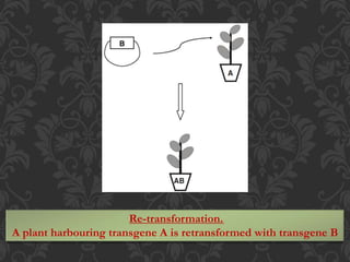 Re-transformation.
A plant harbouring transgene A is retransformed with transgene B
 