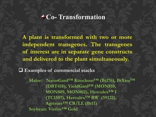Co- Transformation
A plant is transformed with two or more
independent transgenes. The transgenes
of interest are in separate gene constructs
and delivered to the plant simultaneously.
 Examples of commercial stacks
Maize: NaturGard™ Knockout™ (Bt176), BtXtra™
(DBT418), YieldGard™ (MON810,
MON809, MON802), Herculex™ I
(TC1507), Herculex™ RW (59122),
Agrisure™ CB/LL (Bt11)
Soybean: Vistive™ Gold
 