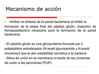 Mecanismo de acción
• Inhiben la síntesis de la pared bacteriana al inhibir la
formación de la etapa final del péptido glicán, (reacción de
transpeptidación) necesaria para la formación de la pared
bacteriana.
- El péptido glicán es una glicoproteína formada por 2
polipéptidos entrelazados (N-acetil glucosamida y N-acetil
murámico) que le dan estabilidad osmótica a la bacteria.
- Sitios de unión en la membrana a través de las proteínas
de unión a las penicilinas (PUP).
 