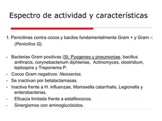 Espectro de actividad y características
1. Penicilinas contra cocos y bacilos fundamentalmente Gram + y Gram -:
(Penicilina G).
- Bacterias Gram positivas (St. Pyogenes y pneumoniae, bacillus
anthracis, corynebacterium diphteriae, Actinomyces, clostridium,
leptospira y Treponema P.
- Cocos Gram negativos: Neisserias.
- Se inactivan por betalactamasas.
- Inactiva frente a H. influenzae, Morraxella catarrhalis, Legionella y
enterobacterias.
- Eficacia limitada frente a estafilococos.
- Sinergismos con aminoglucósidos.
 