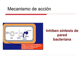 Mecanismo de acción
Inhiben síntesis de
pared
bacteriana
 
