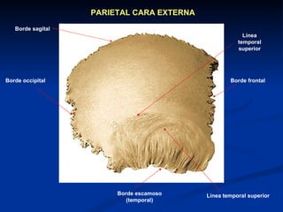 Sistema Osteoarticular 11-I | PPT