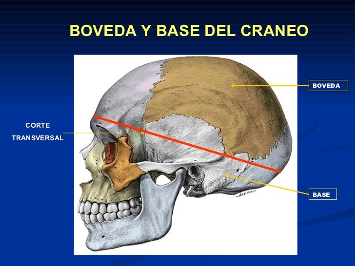 Sistema Osteoarticular 11-I