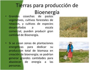 Generación de bioenergía