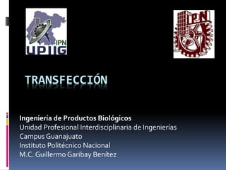 TRANSFECCIÓN
Ingeniería de Productos Biológicos
Unidad Profesional Interdisciplinaria de Ingenierías
Campus Guanajuato
Instituto Politécnico Nacional
M.C. Guillermo Garibay Benítez
 