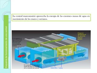 Esquema de funcionamiento de una central
maremotriz

La central mareomotriz aprovecha la energía de las enormes masas de agua en
movimiento de los mares y océanos.

El agua se
almacena en el
río, que actúa
como un
pantano

En la bajamar, el
agua almacenada
sale hacia fuera,
haciendo girar
nuevamente las
turbinas

En la pleamar, al agua pasa a
través del dique en dirección
al río, moviendo las turbinas

Rejilla (filtro) Turbina

 