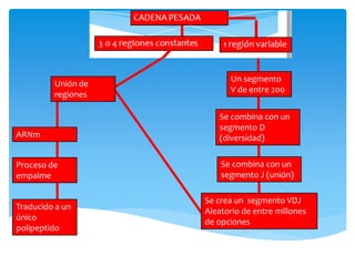 Un segmento
V de entre 200
Se combina con un
segmento D
(diversidad)
Se combina con un
segmento J (unión)
Se crea un segmento VDJ
Aleatorio de entre millones
de opciones
Unión de
regiones
ARNm
Proceso de
empalme
Traducido a un
único
polipeptido
 