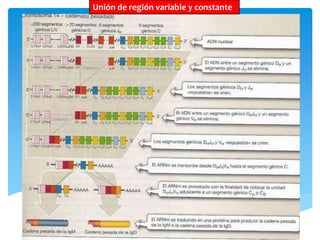 Unión de región variable y constante
 