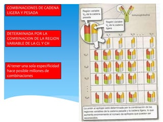 COMBINACIONES DE CADENA
LIGERA Y PESADA
DETERMINADA POR LA
COMBINACION DE LA REGION
VARIABLE DE LA CL Y CH
Al tener una sola especificidad
hace posible millones de
combinaciones
 