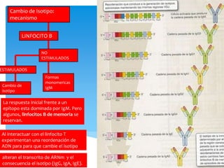 Cambio de Isotipo:
mecanismo
LINFOCITO B
ESTIMULADOS
NO
ESTIMULADOS
Formas
monomericas
IgM
Cambio de
isotipo
La respuesta inicial frente a un
epítopo esta dominada por IgM. Pero
algunos, linfocitos B de memoria se
reservan.
Al interactuar con el linfocito T
experimentan una reordenación de
ADN para para que cambie el isotipo.
alteran el transcrito de ARNm y el
consecuencia el isotipo (IgG, IgA, IgE).
 