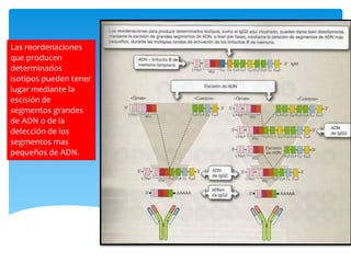 Las reordenaciones
que producen
determinados
isotipos pueden tener
lugar mediante la
escisión de
segmentos grandes
de ADN o de la
delección de los
segmentos mas
pequeños de ADN.
 